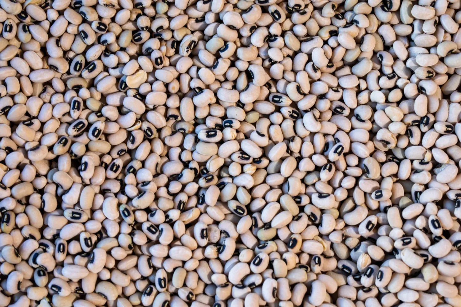 Super Lucky 2027 Black Eyed Pea, Rancho Gordo- 1#