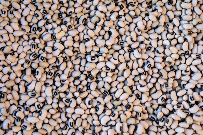 Super Lucky 2027 Black Eyed Pea, Rancho Gordo- 1#
