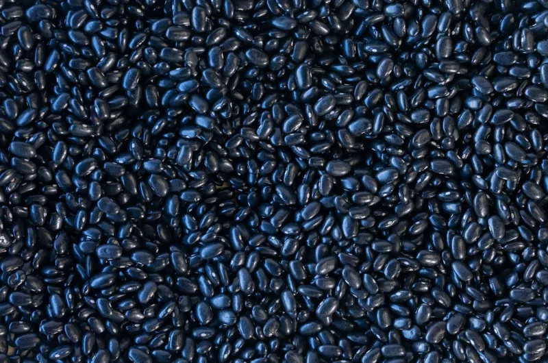 Santanero Negro Delgado Bean, Rancho Gordo- 1#