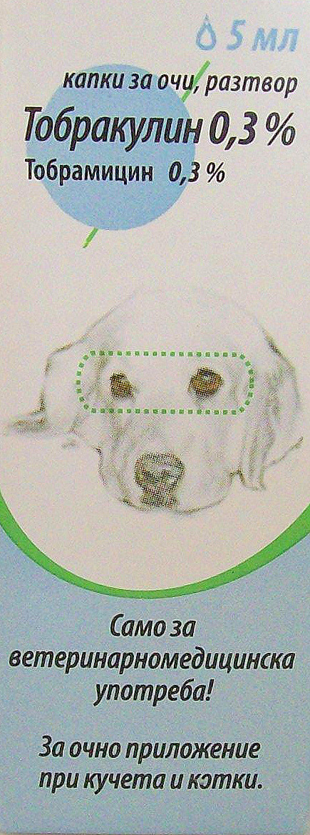 tobramycin dog eye