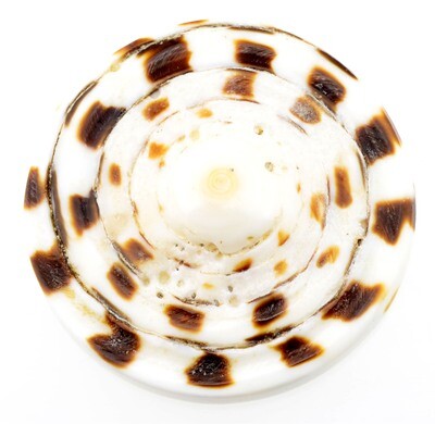 Muschel Cabochon 25mm / 1 Stück
