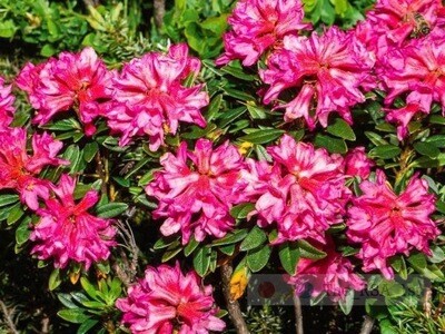 Blumen / ENGADIN PUR Alpenrosen / (S) (M) (L) / Ab CHF 44.00