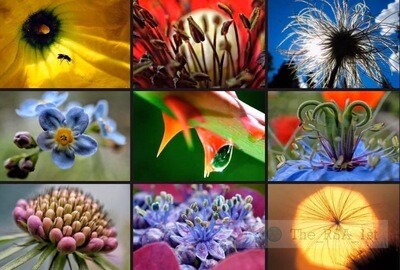 Blumen / NATUR PUR 9er-Mosaik / (S) (M) (L) / Ab CHF 44.00