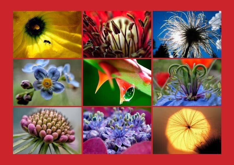 BLUMEN-KARTE / Ab CHF 7.70