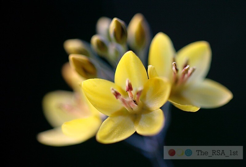 Blumen / NATUR PUR 21 / (S) / Ab CHF 44.00
