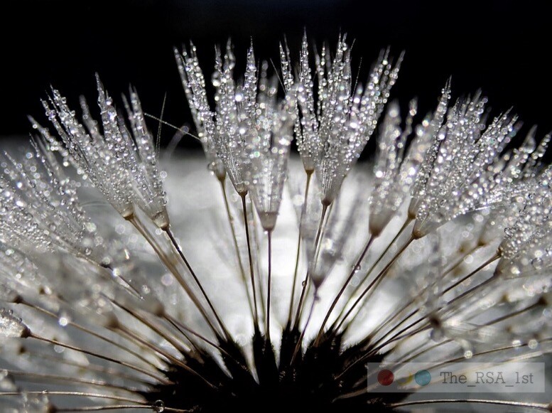 Blumen / NATUR PUR 11 / (S) / Ab CHF 44.00