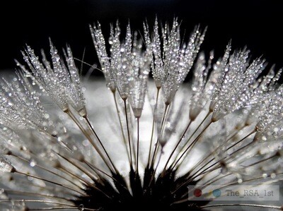 Blumen / NATUR PUR 11 / (S) / Ab CHF 44.00