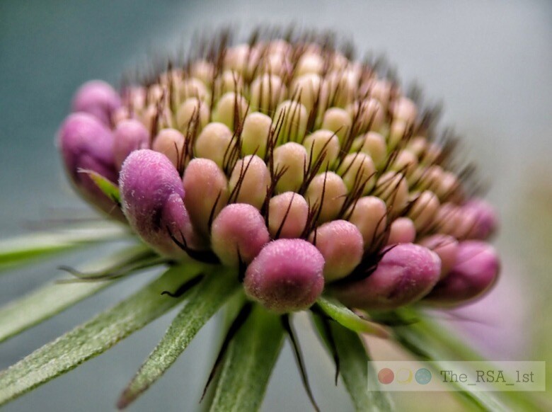 Blumen / NATUR PUR 8 / (S) / Ab CHF 44.00