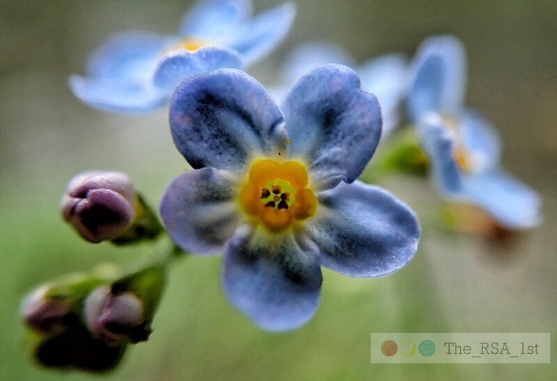 Blumen / NATUR PUR 9 / (S) / Ab CHF 44.00
