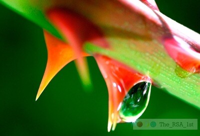 Blumen / NATUR PUR 22 / (S) / Ab CHF 44.00