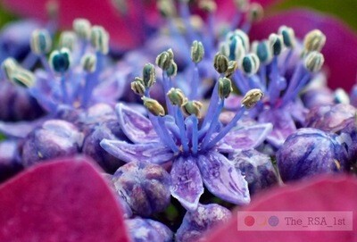 Blumen / NATUR PUR 4 / (S) / Ab CHF 44.00