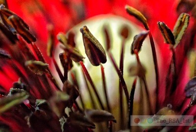Blumen / NATUR PUR 7 / (S) / Ab CHF 44.00