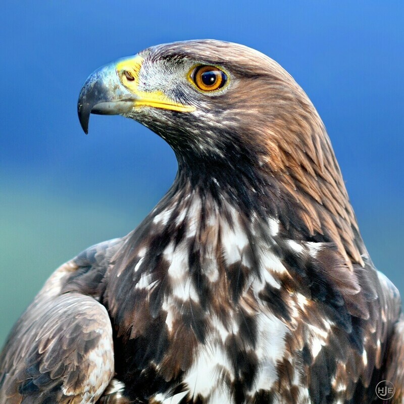 Tiere / STEINADLER / (S) (M) (L) / Ab CHF 44.00