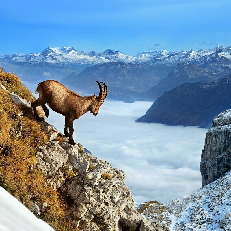 Tiere / STEINBOCK AM TOMLISHORN / (S) (M) (L) / Ab CHF 44.00