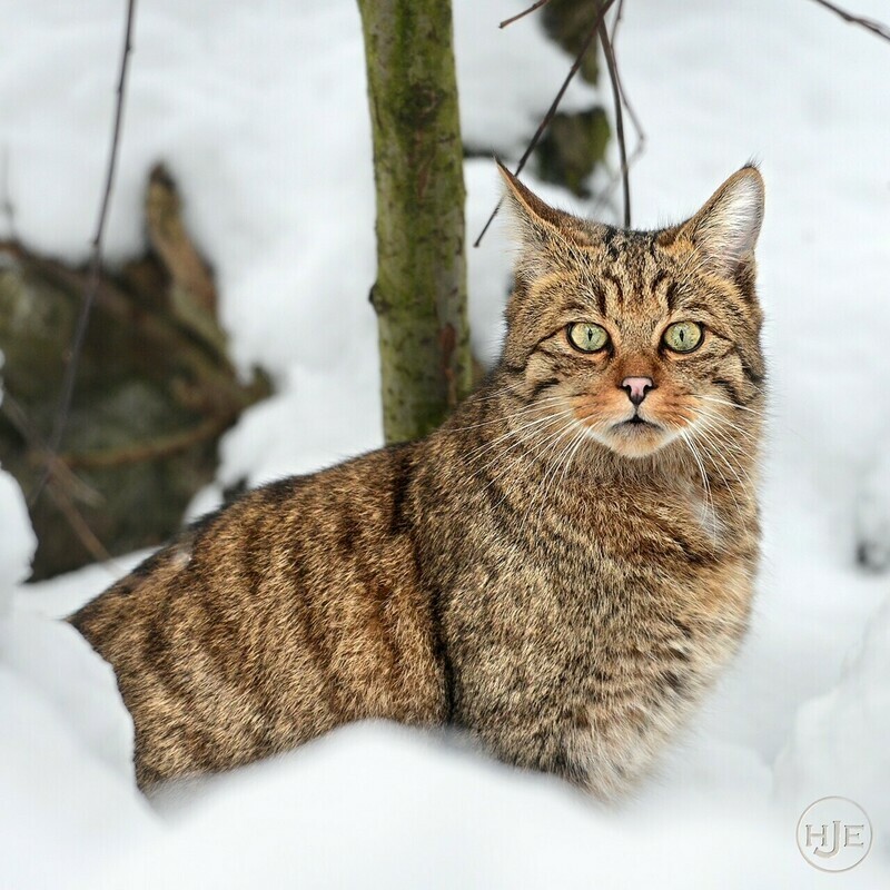 Tiere / EUROPÄISCHE WILDKATZE / (S) (M) (L) / Ab CHF 44.00