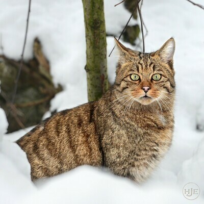 Tiere / EUROPÄISCHE WILDKATZE / (S) (M) (L) / Ab CHF 44.00