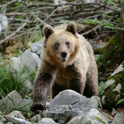 Tiere / JUNGER BRAUNBÄR / (S) (M) (L) / Ab CHF 44.00