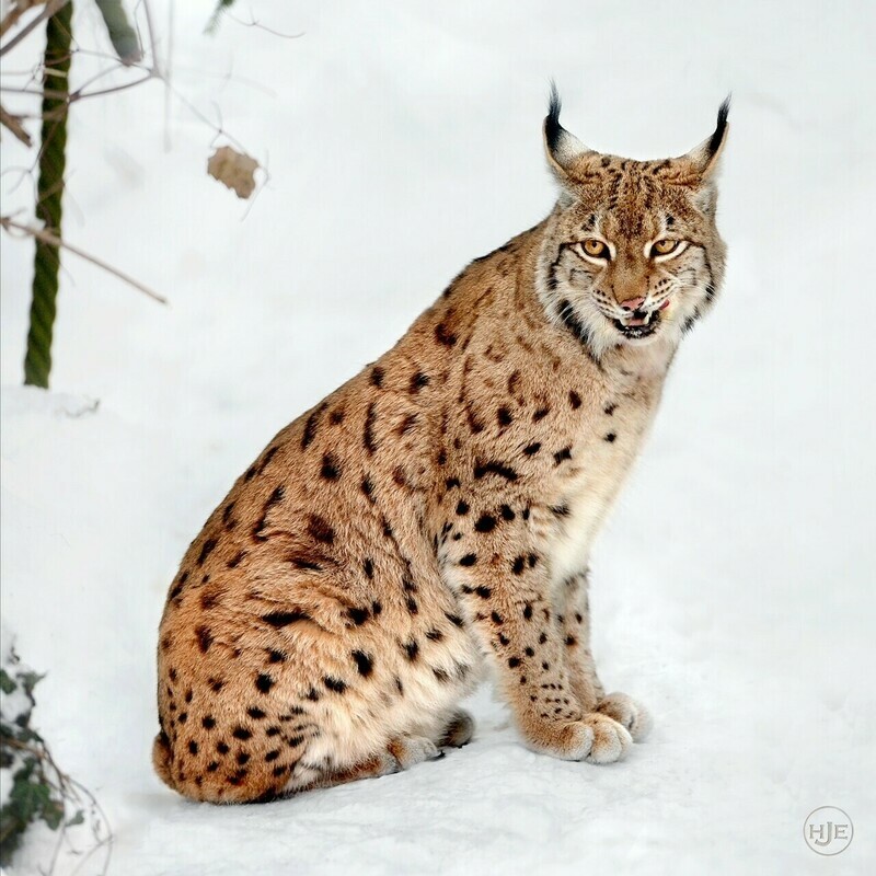 Tiere / LUCHS / (S) (M) (L) / Ab CHF 44.00