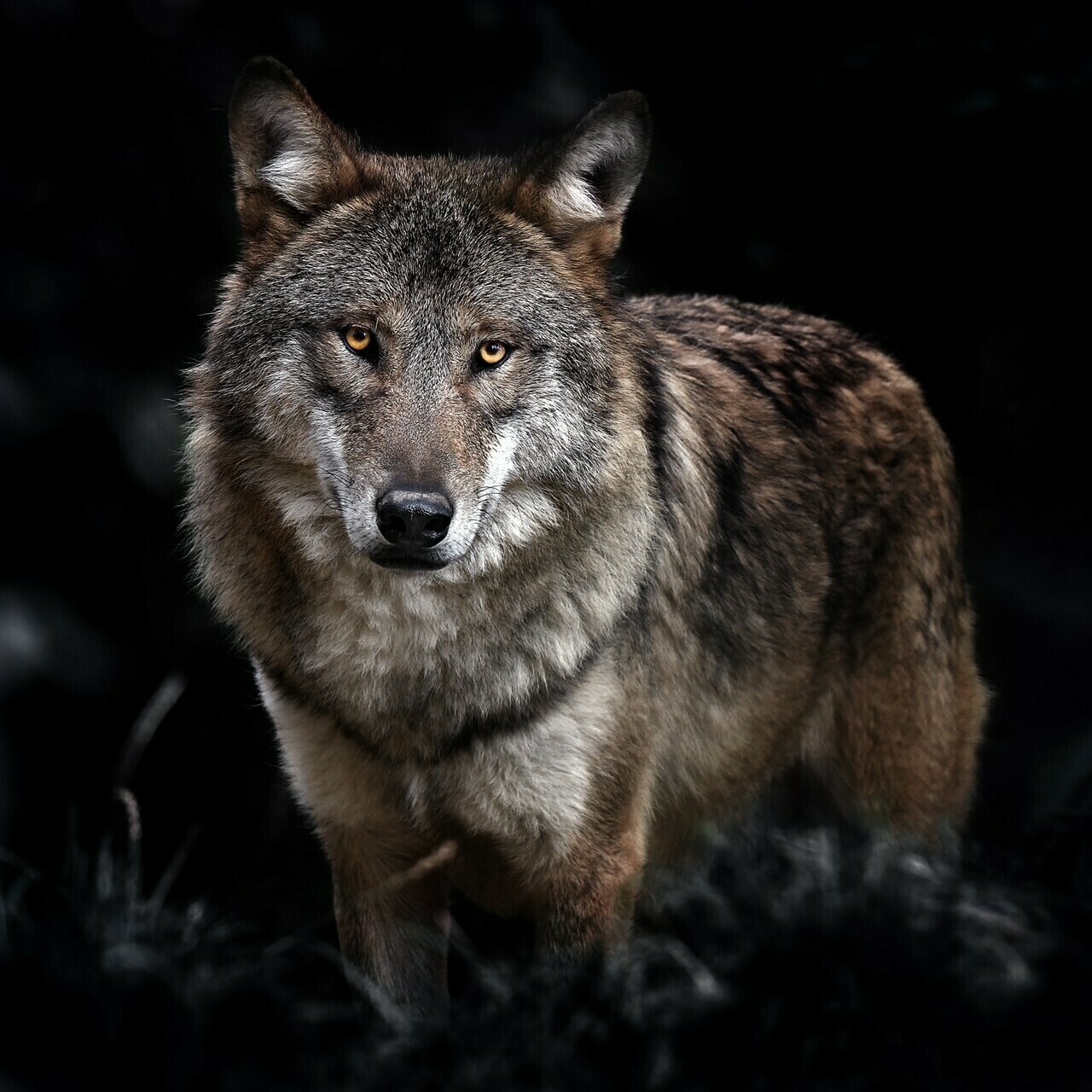 Tiere / WOLF 2 / (S) (M) (L) / Ab CHF 44.00