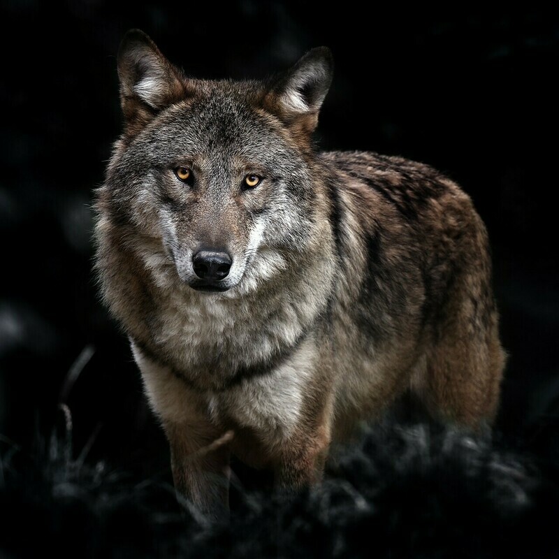 Tiere / WOLF 2 / (S) (M) (L) / Ab CHF 44.00