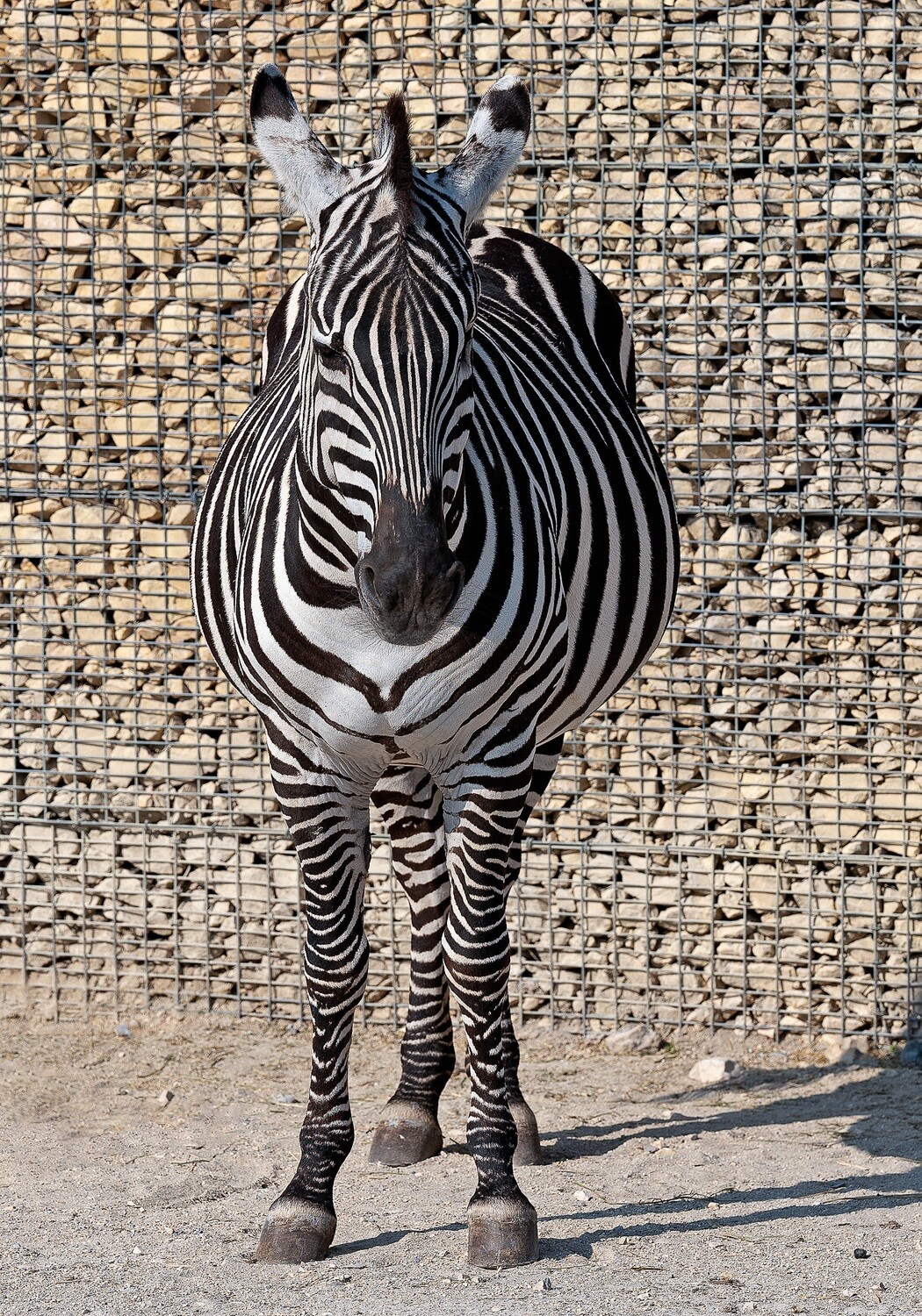 Tiere / ZEBRA/ (S) (M) (L) / Ab CHF 44.00
