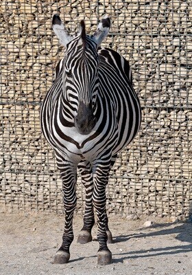 Tiere / ZEBRA/ (S) (M) (L) / Ab CHF 44.00