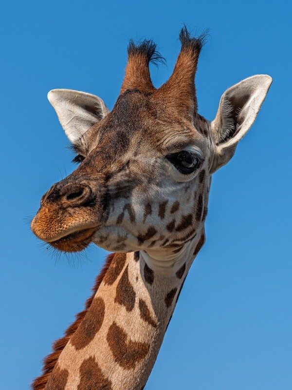 Tiere / GIRAFFE / (S) (M) (L) / Ab CHF 44.00