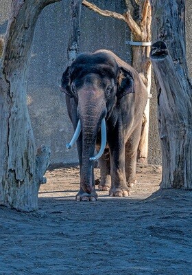 Tiere / ELEFANT / (S) (M) (L) / Ab CHF 44.00