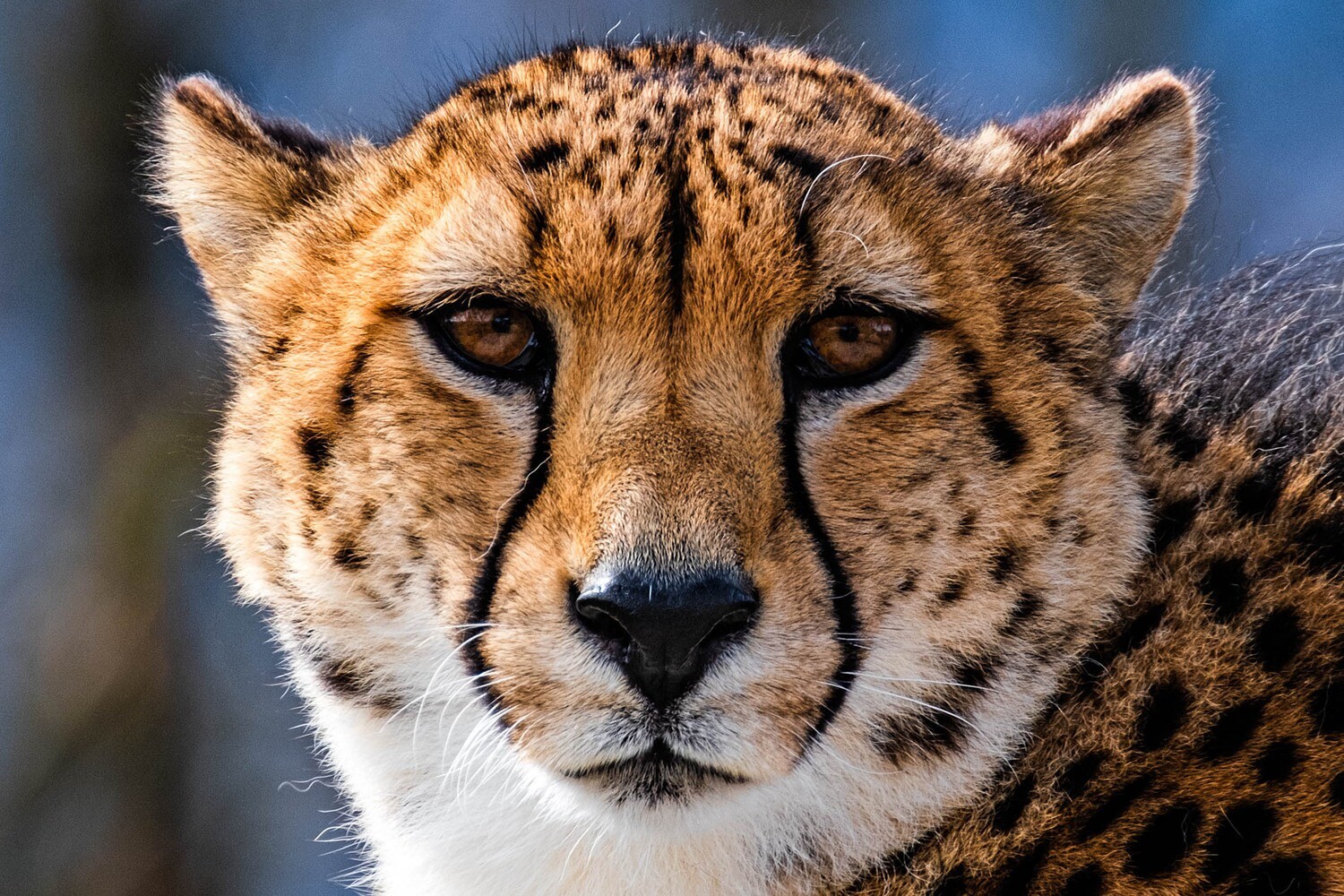 Tiere / GEPARD / (S) (M) (L) / Ab CHF 44.00