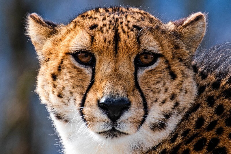 Tiere / GEPARD / (S) (M) (L) / Ab CHF 44.00
