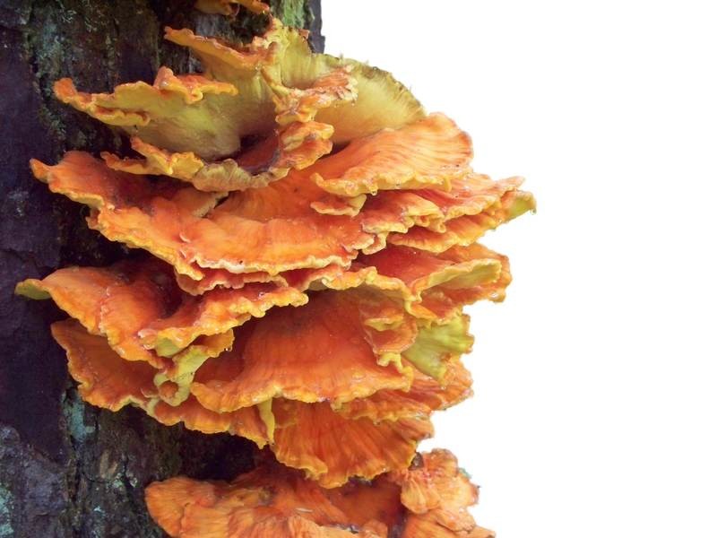 Chicken of the Sea Mushroom