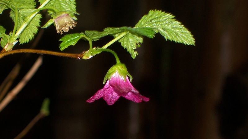 Fort Clatsup Flower