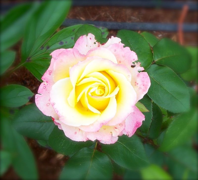 Beautiful Rose