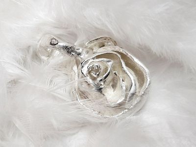 Weiße Rose