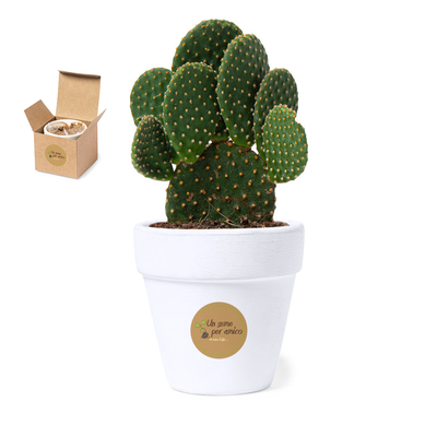 Vaso con semi di Cactus