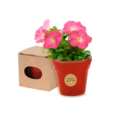 Vaso con semi di Petunia