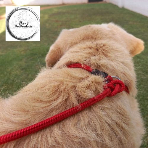 Dog Slip Lead (One-size-fits-all)