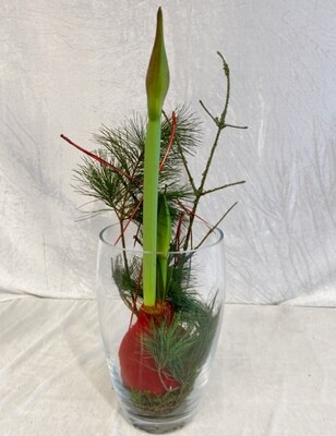 Amaryllis "Weihnachtszauber im Glas"