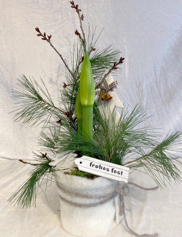 Amaryllis "Winterglanz"