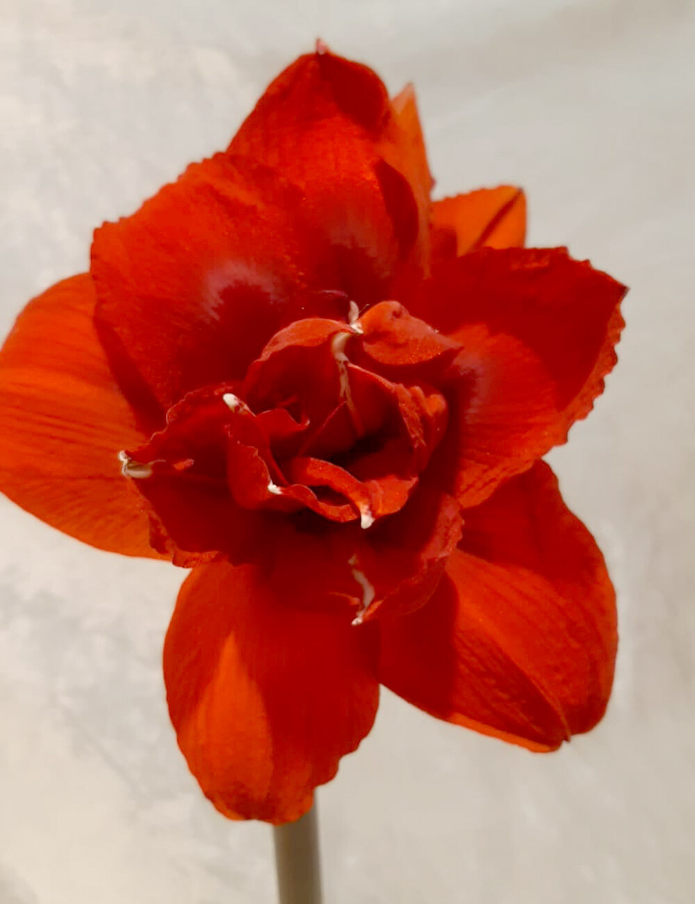 Amaryllis "gefüllt"