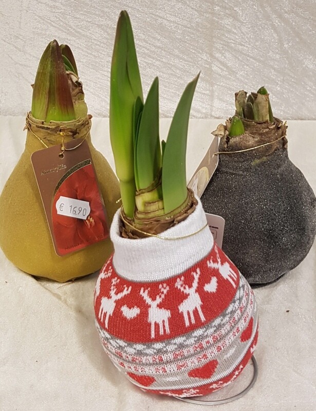 Amaryllis "gewachst"