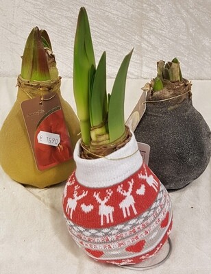 Amaryllis "gewachst"