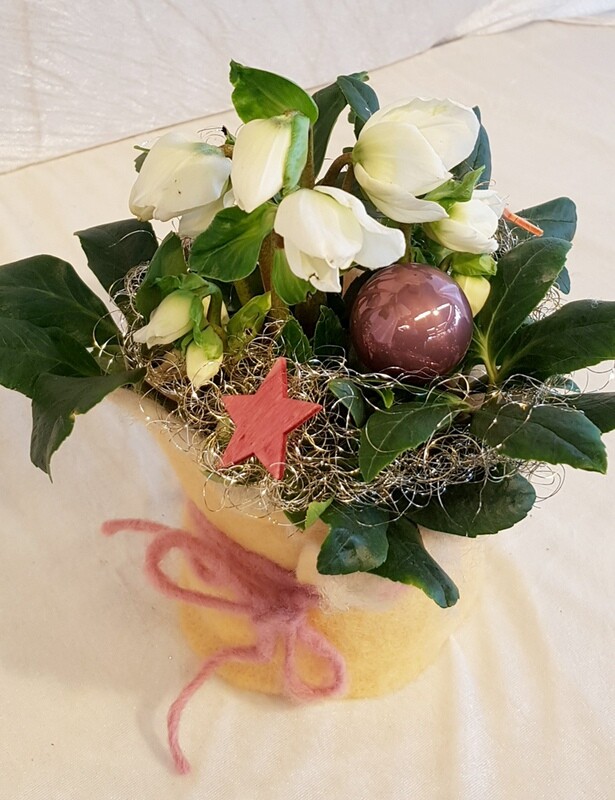 Christrose "Winterglanz"