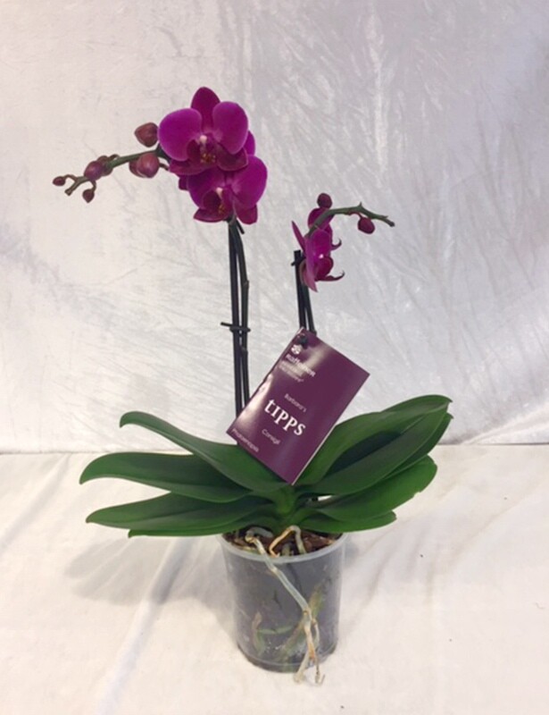 Orchidee Phalaenopsis &quot;kleinblütig&quot;