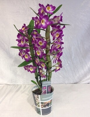 Orchidee Dendrobium