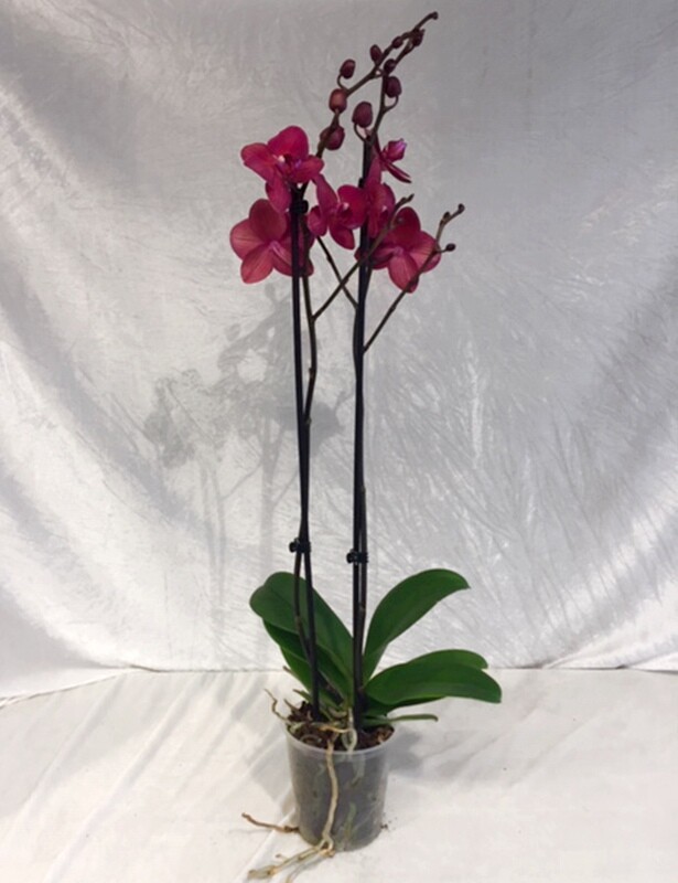 Orchidee Phalaenopsis &quot;großblütig&quot;
