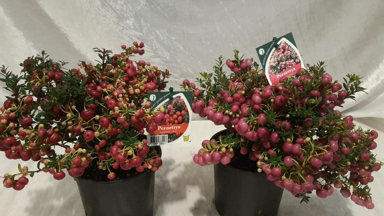 Torfmyrthe | Penettya