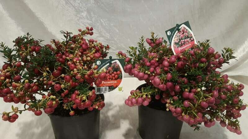 Torfmyrthe | Penettya