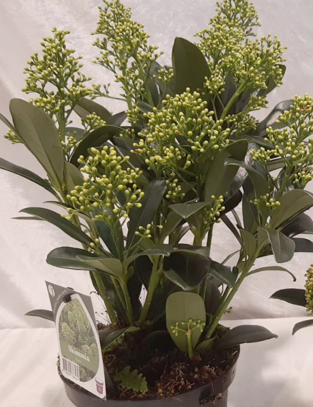 Skimmia