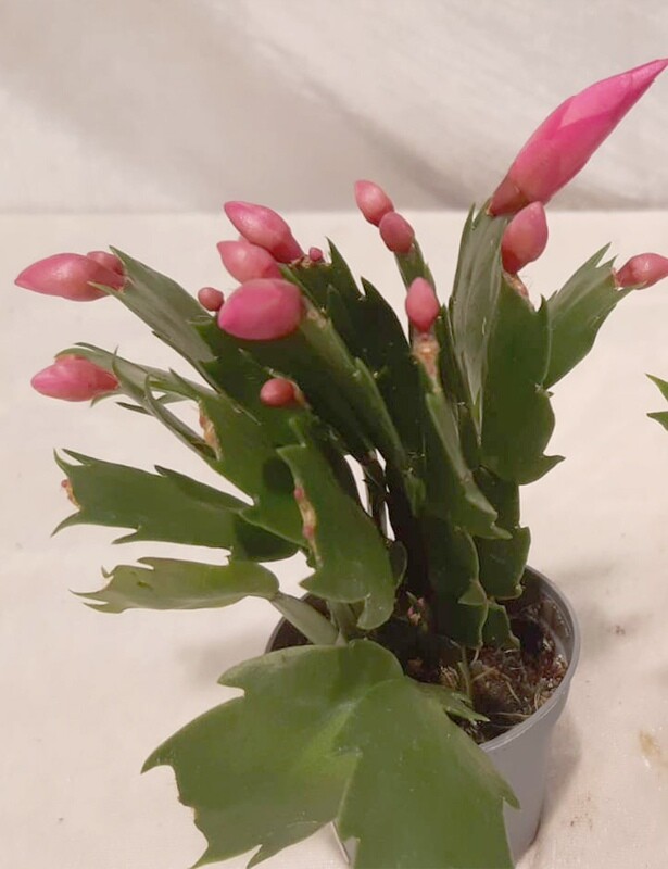 Weihnachtskaktus "Mini"